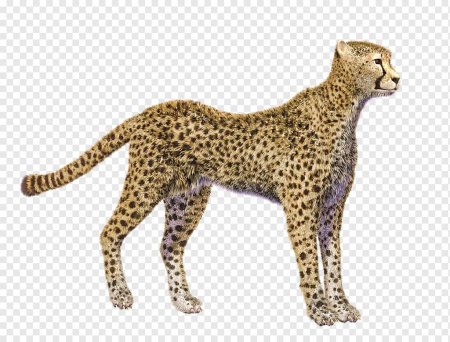 Леопард на прозрачном фоне