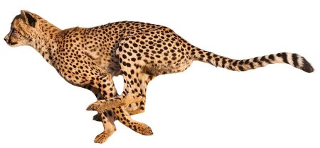 Гепард без фона