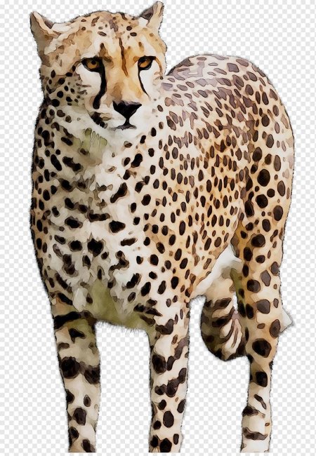 Африканский леопард