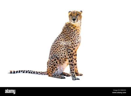 Гепард сидит