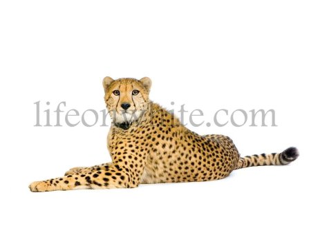 Гепард лежит