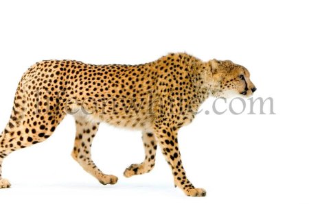 Масаи Мара леопарды