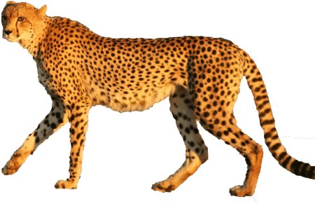 Животные без фона