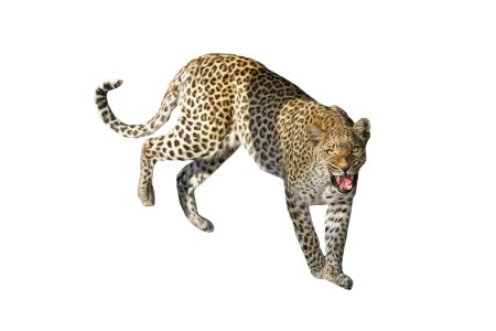 Леопард Оцелот Ягуар