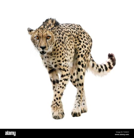 Южноафриканский гепард