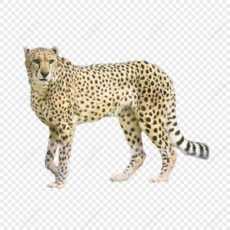 SKZOO PNG на прозрачном фоне