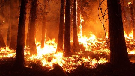 Лесные пожары