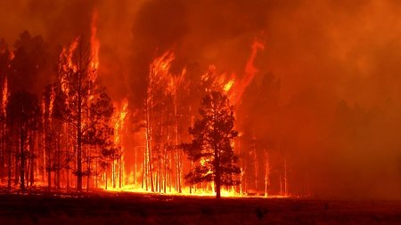 Пожар в лесу