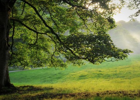 Природа деревья