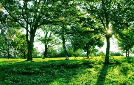 Плантация дубовая аллея