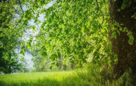 Природа зелень