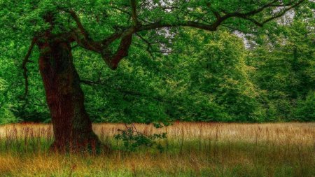 Поляна с деревьями