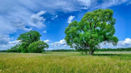 Деревья летом