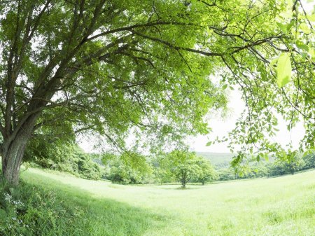 Дерево летом