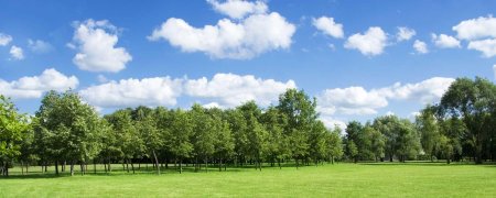 Фон за окном деревья