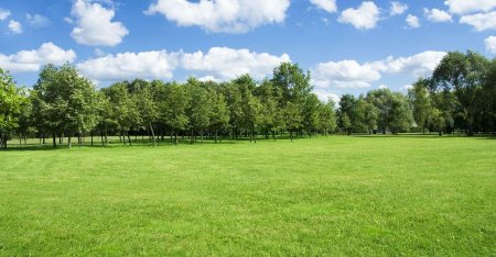 Деревья на газоне