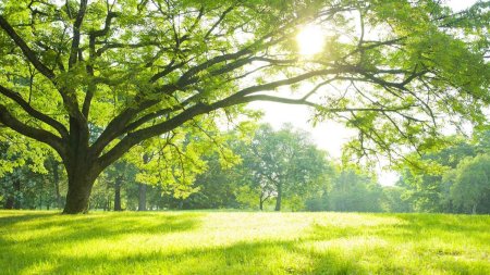 Фон деревья