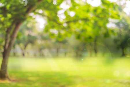 Размытые деревья