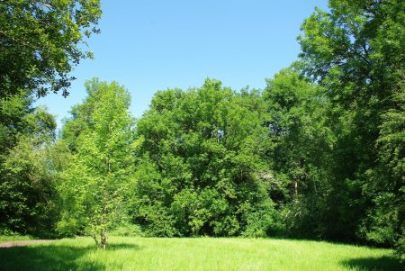 Широколиственный лес