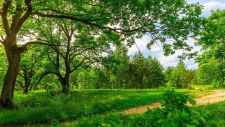 Лето природа