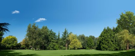 Панорама для 3д Макс лес