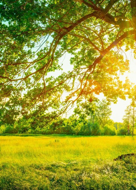 Лето дерево