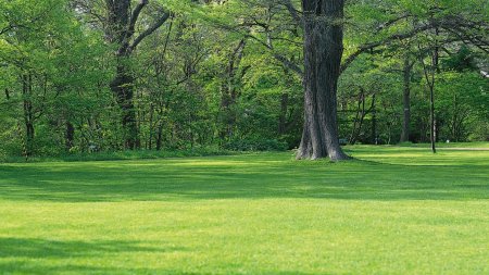 Деревья на газоне