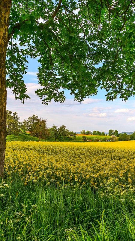 Летняя природа