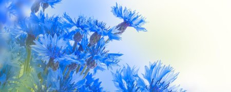 Васильки фон