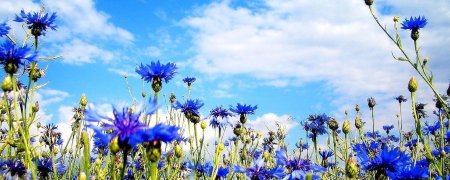 Василек Беларусь