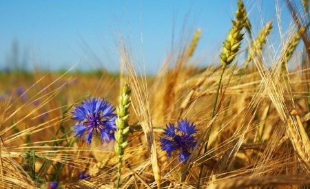 «Поле Васильков»