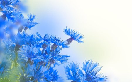 Васильковый фон