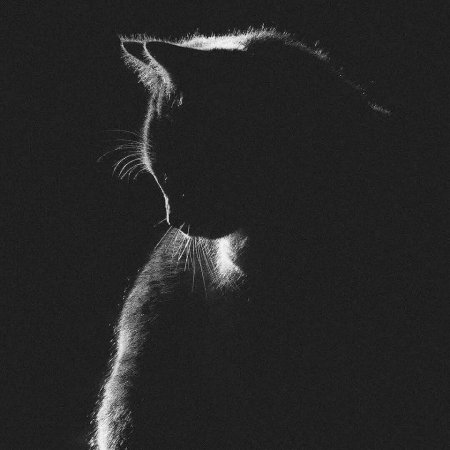 Силуэт кота