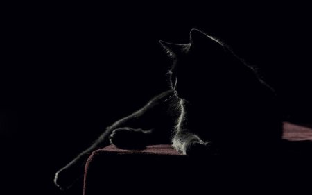 Черная кошка в темноте