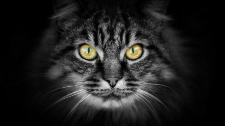 Морда кошки