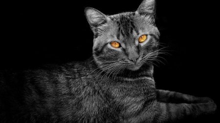 Серо черный кот