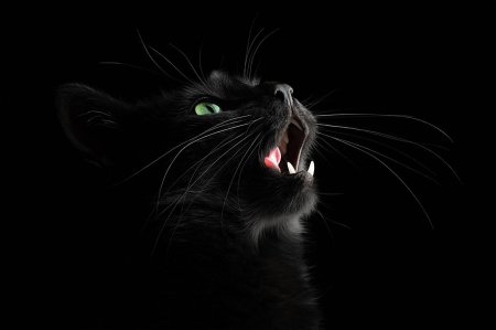 Морда черного кота