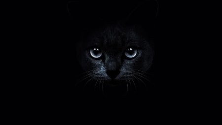Черный кот на черном фоне