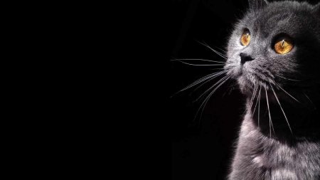 Черный кот на черном фоне
