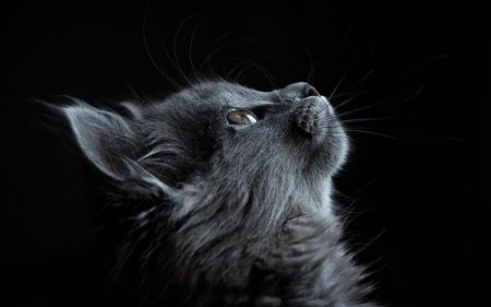 Заставка котики