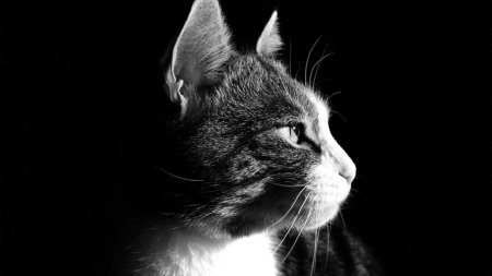 Котики черно белые