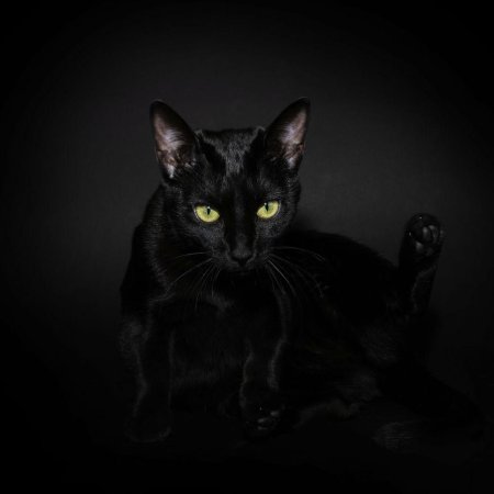 Бомбейская кошка черная