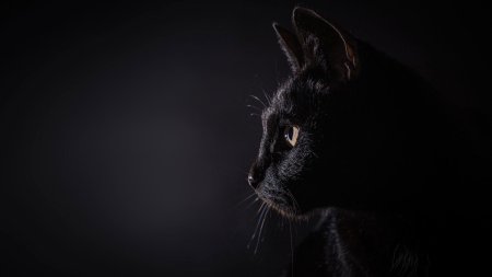 На черном фоне