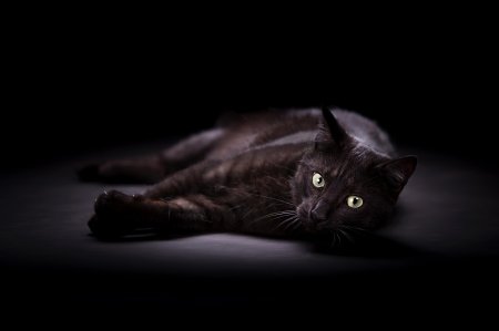 Красивый черный кот