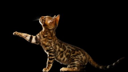 Бенгальская кошка тойгер