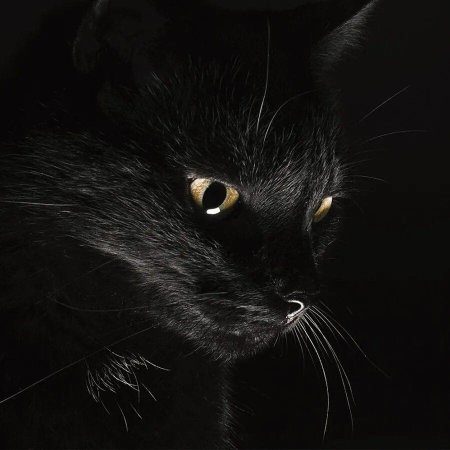 Кошка черная