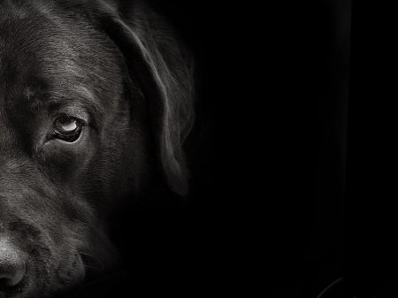 Собака на черном фоне