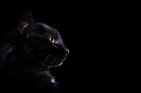 Черная кошка на черном фоне
