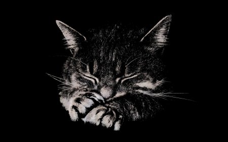 Кошка на темном фоне