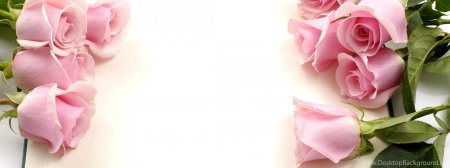 Фон для поздравления цветы